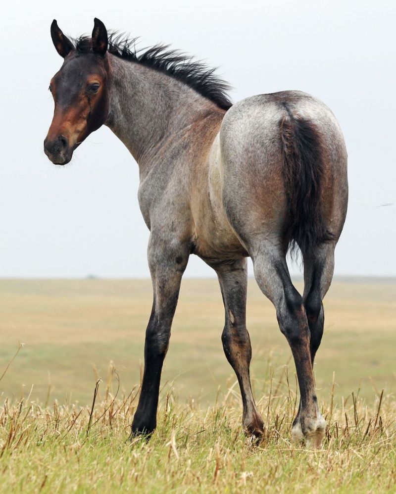 047 - Flit Lady Leo colt